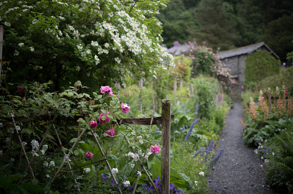 support pollinators - wildflower collection - cottage garden